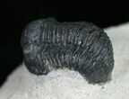 Slightly Curled Gerastos Trilobite - #11004-1